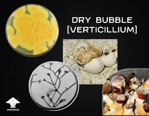 Dry Bubble disease