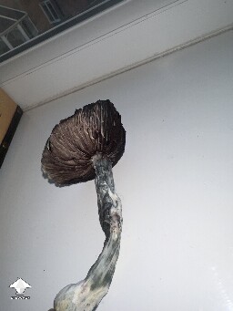 Grow Bag problems 68f7b5e8a62d5