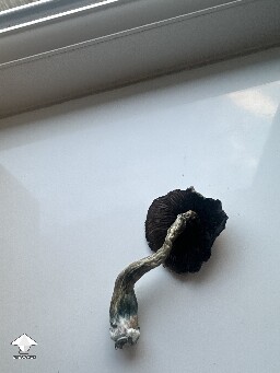 Grow Bag problems 68f7b5eb9bd0a