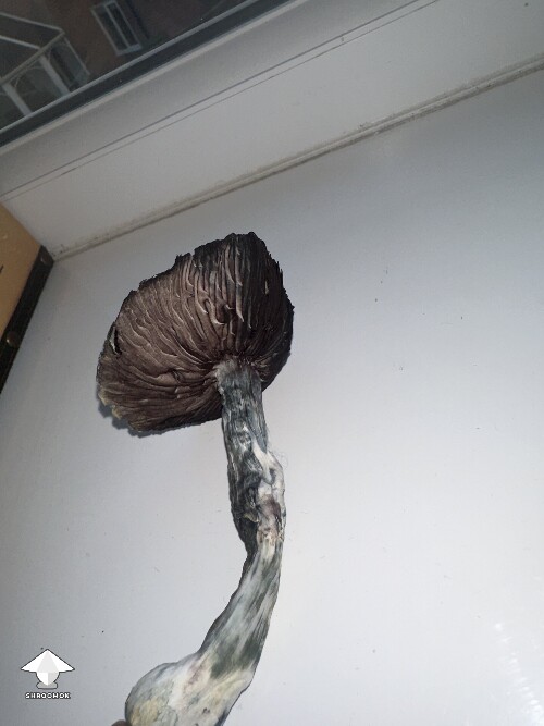 Thumbnail: Grow Bag problems 68f7b5e8a62d5