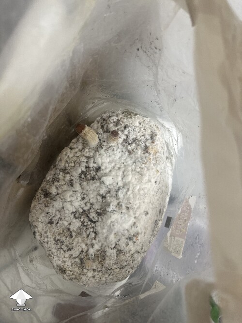 Thumbnail: Grow Bag problems 68fbc661535c9