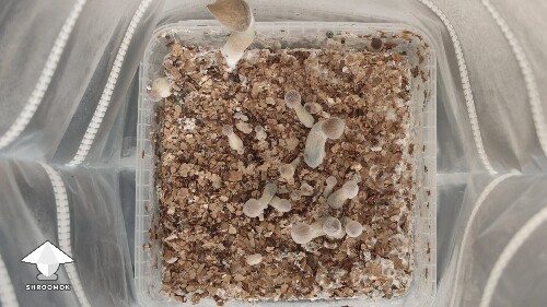 Thumbnail: Is it a problem? 68fca7613cf29