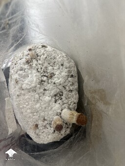 Grow Bag problems 68fe51b402b51