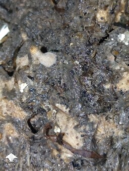 Slight browning and unknown fuzz on pins 68fdcc956ffa5