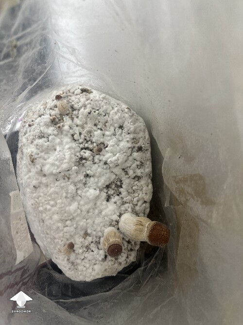 Grow Bag problems 68fe51b402b51