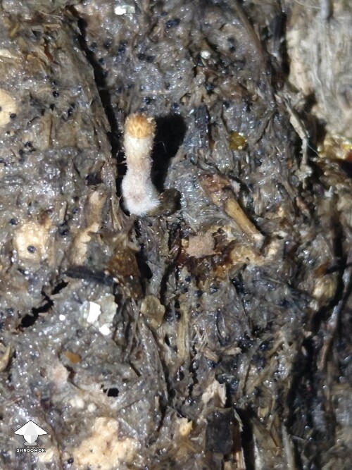 Thumbnail: Slight browning and unknown fuzz on pins 68fdcc927346f