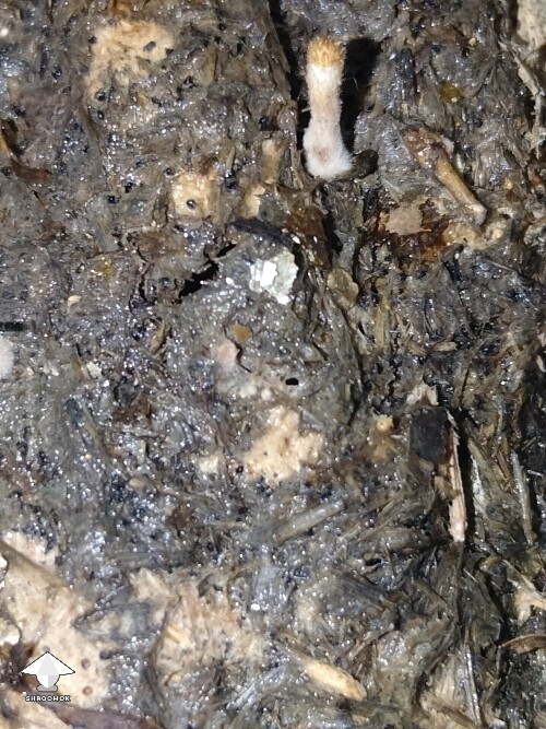 Thumbnail: Slight browning and unknown fuzz on pins 68fdcc9825ac1