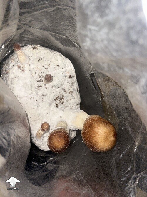 Grow Bag problems 69013df8d335a