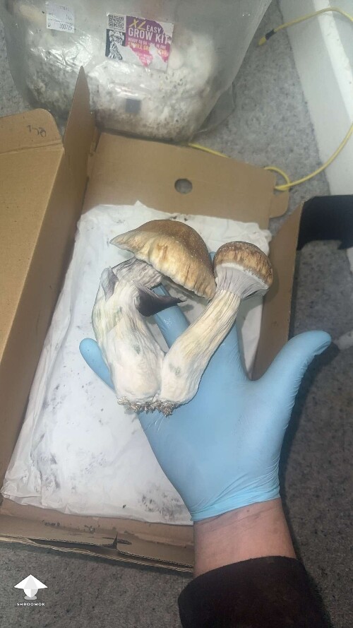 Grow Bag problems 69024bd192141