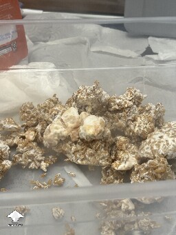 Ready rice brown spot 69041d7dc4140