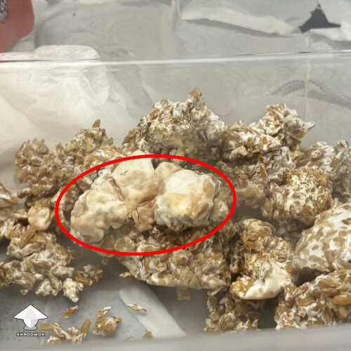 Brown spot- smells fine- JMF 69043f99b3310