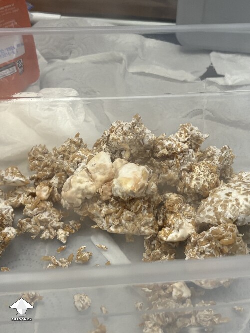 Ready rice brown spot 69041d7dc4140