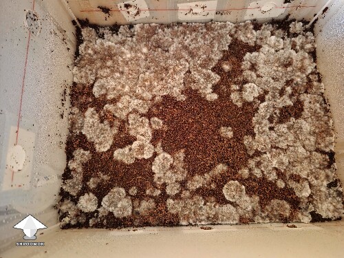 Thumbnail: Can I flatten at this stage 690c32bd91852