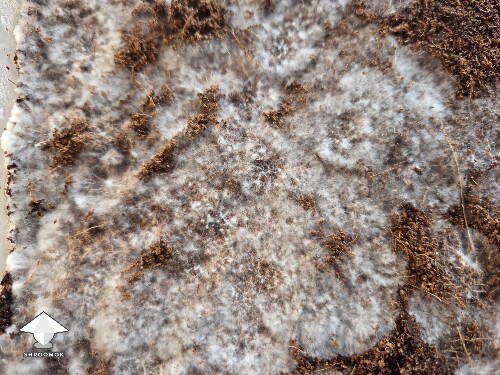 Thumbnail: Can I flatten at this stage 690c32c1ddcc3