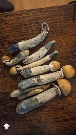 Is it just Oxidation? 690f40a972562