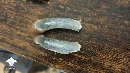 Is it just Oxidation? 690f40ac30e70