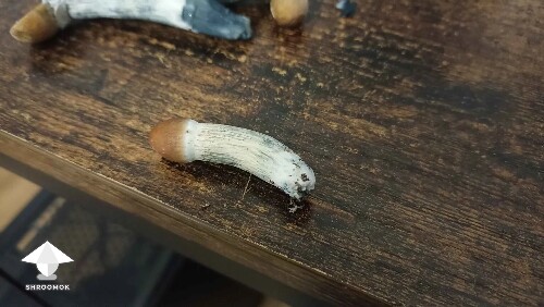 Thumbnail: Is it just Oxidation? 690f40aaa90d7