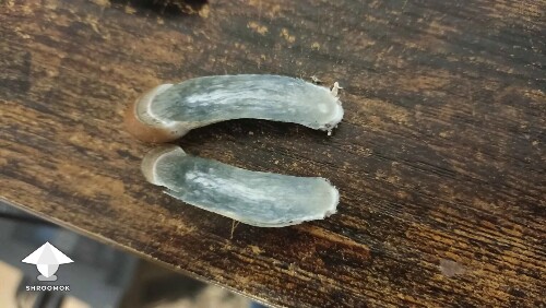 Thumbnail: Is it just Oxidation? 690f40ac30e70