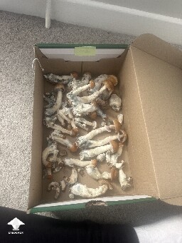 Grow Bag problems 691262d9a22ca