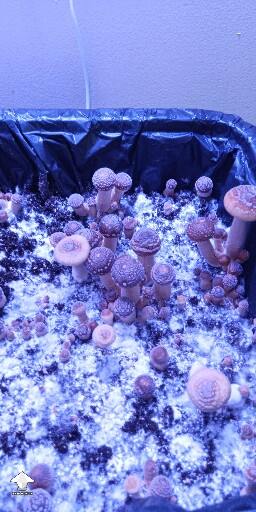 Unsure of species 6911fb87bd3c6