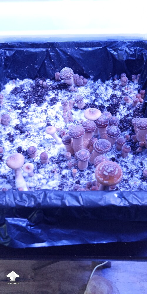 Thumbnail: Unsure of species 6911fb8a22e31