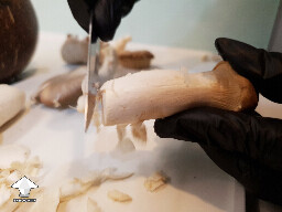 Cleaning and peeling mushrooms for cooking and fermentation