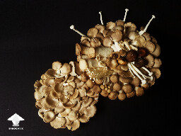 Edible mushroom fermentation recipe