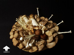 Gourmet mushrooms for fermentation