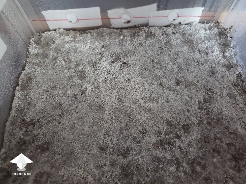 Thumbnail: Can I flatten at this stage 6914e83e84f2e