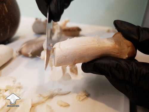 Cleaning and peeling mushrooms for cooking and fermentation