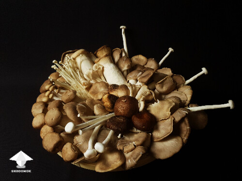 Gourmet mushrooms for fermentation