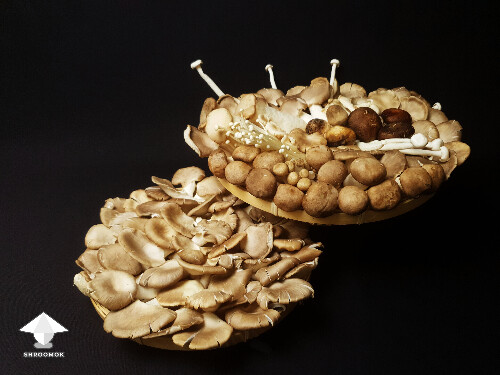 Mushrooms for fermentation 