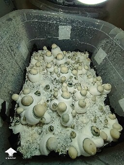 Albino Penis Envy - each time I grow this strain shrooms are different
