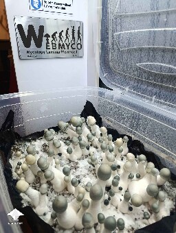 Albino Penis Envy F2 mushrooms
