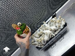 Albino Penis Envy for harvesting