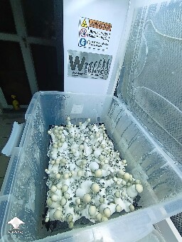 Albino Penis Envy shrooms fruiting