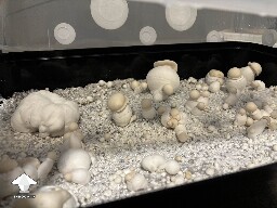 Many mushrooms are blobs mutation