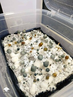 APE and Penis Envy mushrooms fruiting progress