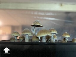 Blue Meanie shrooms - they grew in 1 day