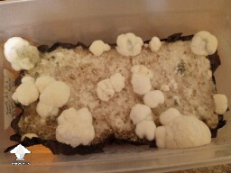 Chocolate Kringle brains