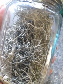 Chocolate Krinkle - all dry for the moment