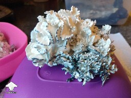 Chocolate Krinkle brain fruit 2