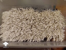 Chocolate Krinkle shrooms or magic carpet 