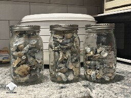 First ever mushroom grow and harvest