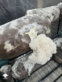 Lions Mane - they grew through the air filter and injection port #2