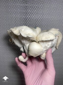 Lucid Gates mushrooms - harvest time again #2