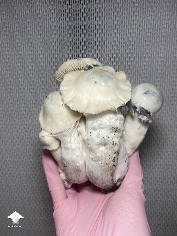 Lucid Gates mushrooms - harvest time again