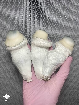 Lucid Gates mushrooms