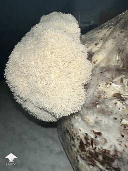 My mushrooms are fruiting #2 - Lion's Mane