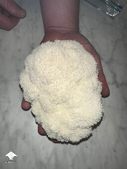 My mushrooms are fruiting - Lion's Mane